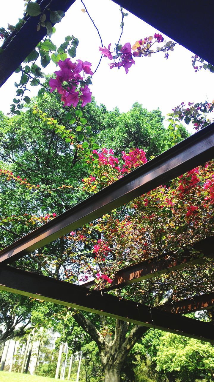 flower, tree, growth, low angle view, freshness, railing, nature, pink color, beauty in nature, plant, clear sky, day, branch, outdoors, sky, multi colored, no people, fragility, blossom, built structure