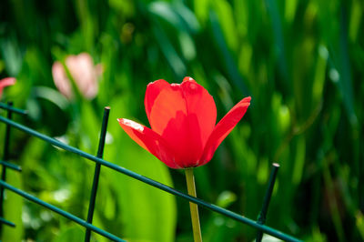 Close-up of red rose flower