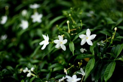 Close-up of white flowers blooming outdoors