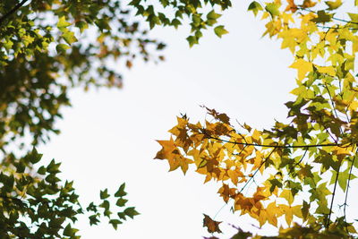 Low angle view of maple leaves against clear sky