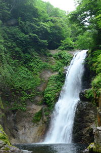 Scenic view of waterfall in forest