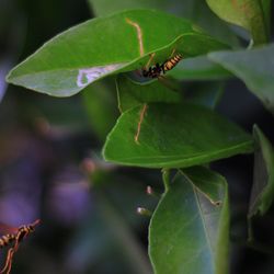 Close-up of insect on leaf