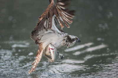 Close-up of duck in lake