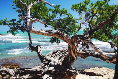 Driftwood on tree by sea against sky