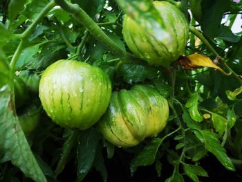Close-up of wet green plants