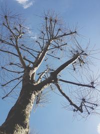 Low angle view of bare tree against blue sky