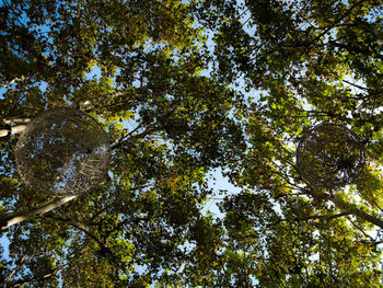 Low angle view of trees