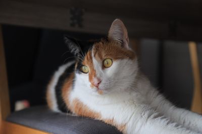 Close-up portrait of a cat