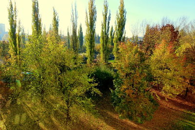 Trees growing in field