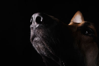 Close-up of dog looking away against black background