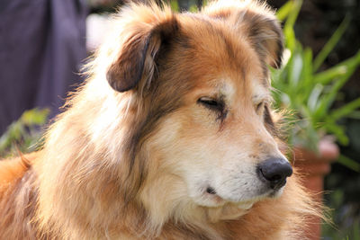 Close-up of dog looking away