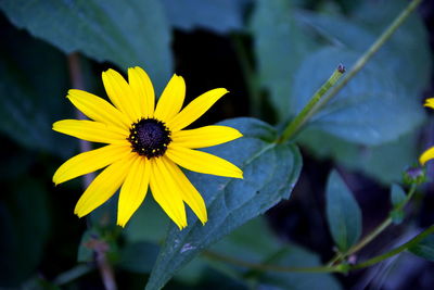 Close-up of yellow flowering plant