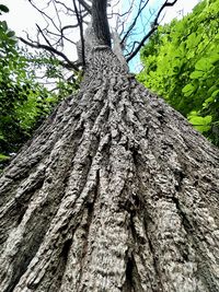 tree
