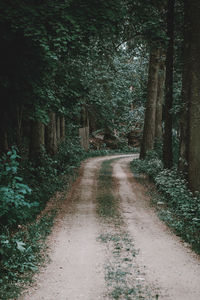 Dirt road amidst trees in forest