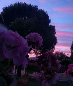 Close-up of flower tree against sky