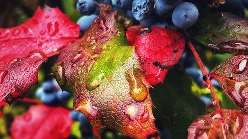 Close-up of red berries growing on plant during autumn