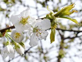 Close-up of white cherry blossoms in spring