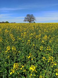 Scenic view of oilseed rape field against sky