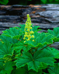 Close-up of fresh green plant
