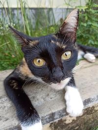 Close-up portrait of a cat