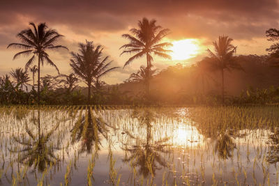 Scenic view of palm trees by lake against sky during sunset