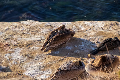 Bird perching on rock