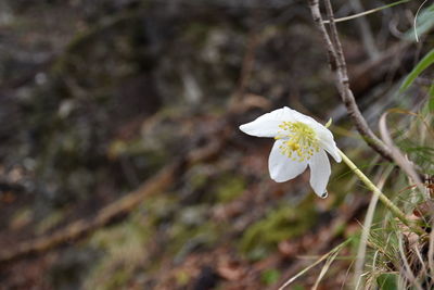 Close-up of white flower blooming on tree