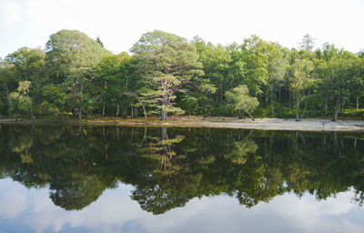 Reflection of trees in calm lake