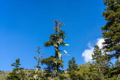 Low angle view of trees against blue sky