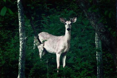 Portrait of cat standing in forest