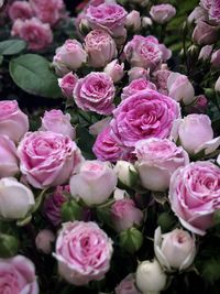 Full frame shot of flowers