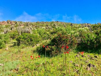 Plants on field against sky