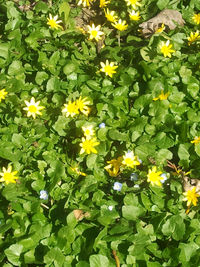 Close-up of yellow flowers