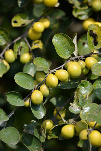 Indian jujube or ziziphus mauritiana on the jujube tree