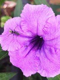 Close-up of insect on flower