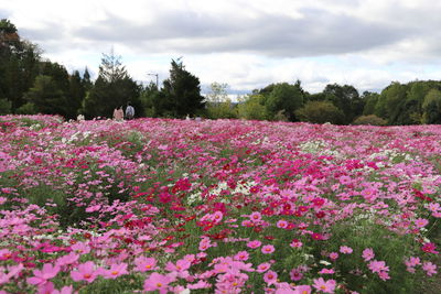 Pink flowering plants on field against sky