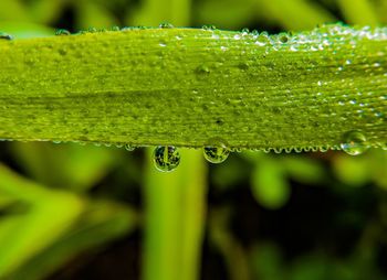 Close-up of water drops on leaf