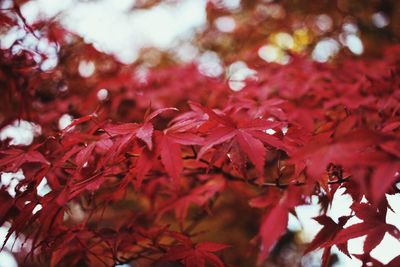 Close-up of maple leaves on tree