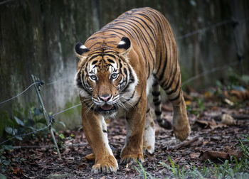 Portrait of tiger in zoo