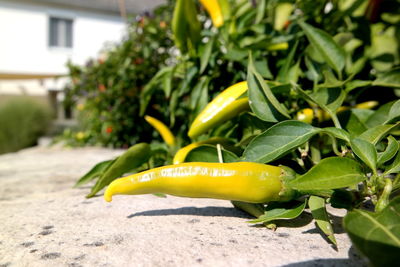 Close-up of lemon