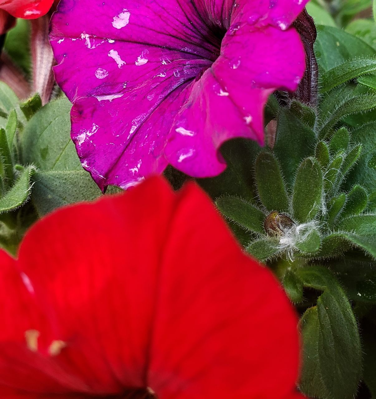 CLOSE-UP OF WATER DROPS ON RED FLOWER