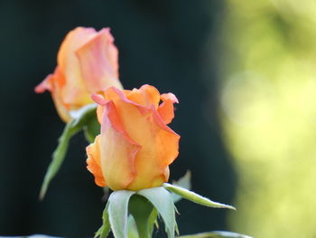 Close-up of orange rose flower