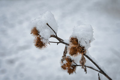Close-up of frozen plant against sky