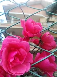 Close-up of pink flowers blooming outdoors