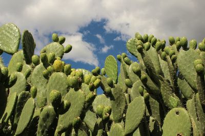 Low angle view of cactus against cloudy sky