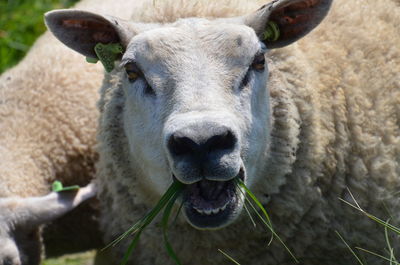 Close-up portrait of sheep