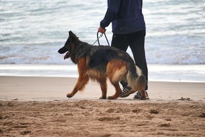 Low section of man with dog walking on beach