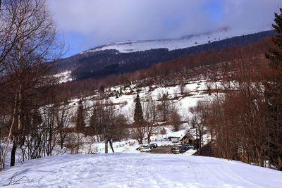 Snow covered plants by trees against sky