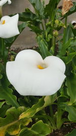 Close-up of white flower