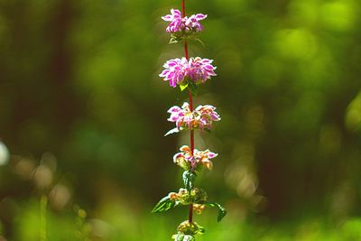 Close-up of pink flowering plant on field